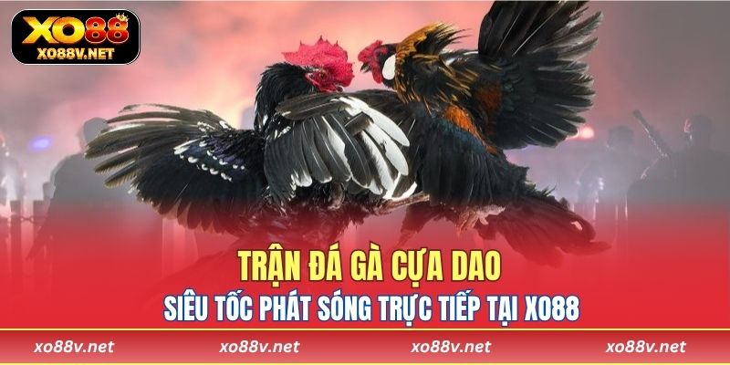 Trận đá gà cựa dao siêu tốc phát sóng trực tiếp tại XO88