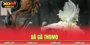 Đá gà Thomo