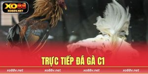trực tiếp đá gà C1