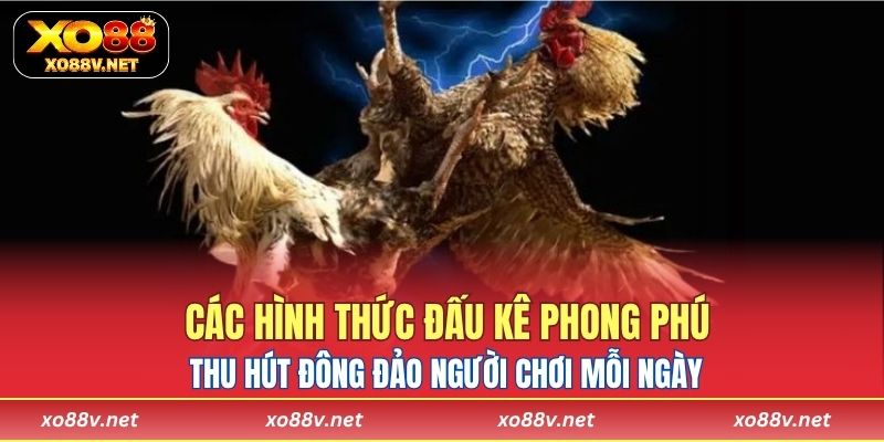 Các hình thức đấu kê phong phú tại Thomo thu hút đông đảo người chơi mỗi ngày