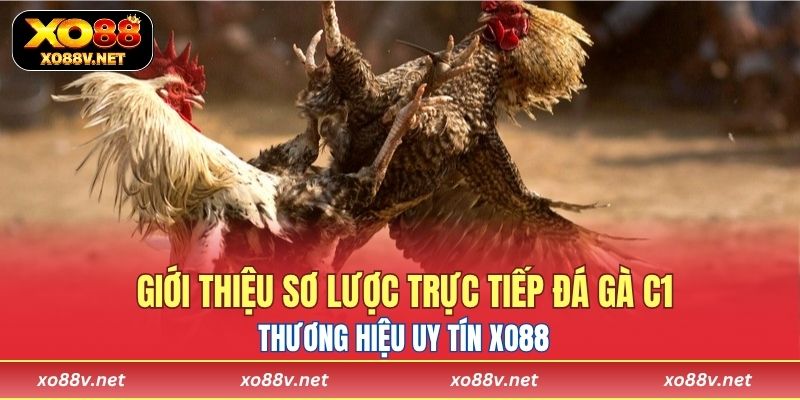 Giới thiệu sơ lược trực tiếp đá gà C1 tại thương hiệu uy tín XO88